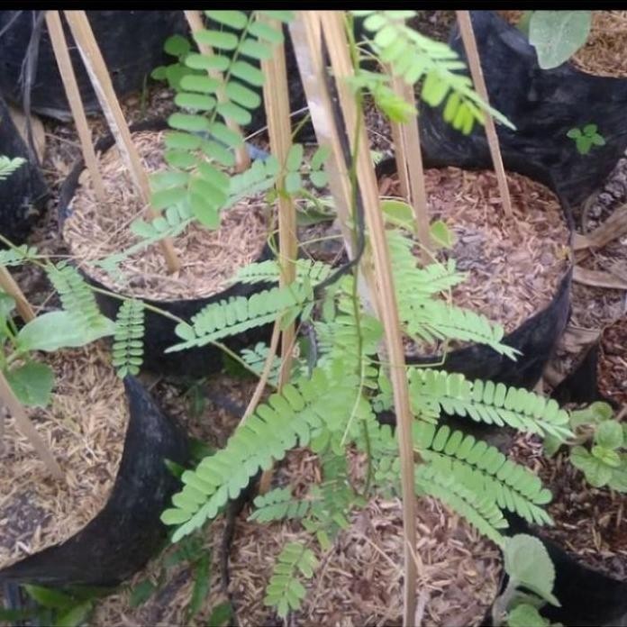 

Terlaris Tanaman Herbal Daun Saga Termurah Berkualitas