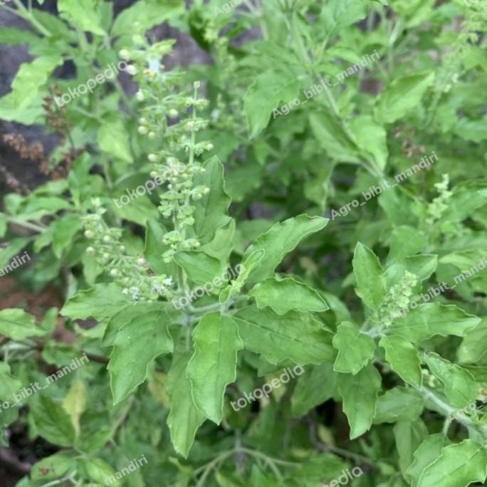 

Terlaris Bibit Tanaman Ruku-Ruku / Holy Basil Pohon Herbal Obat Daun