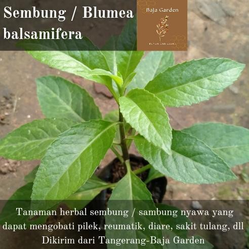 

Terlaris Bibit Sembung Nyawa Daun Sambung Tanaman Herbal