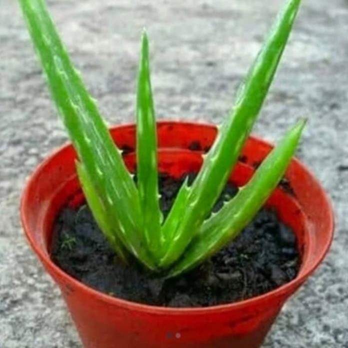 

Terlaris Tanaman Hias Lidah Buaya Herbal