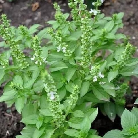 

Terlaris Tanaman Herbal Kemangi Pohon Kemangi Untuk Lalapan