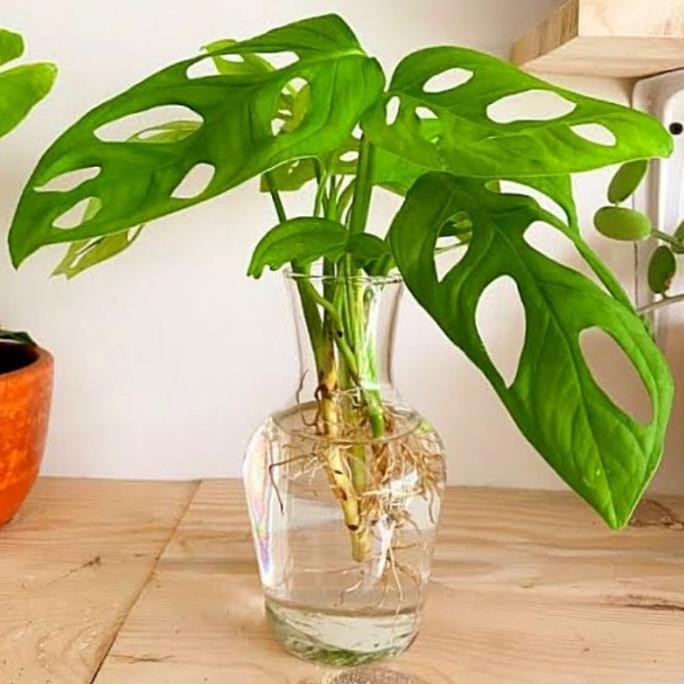 VAS BUNGA KACA AESTHETIC / POT TANAMAN AIR HIDROPONIK