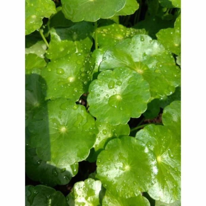 

Terlaris Tanaman Herbal Pegagan Cantiq