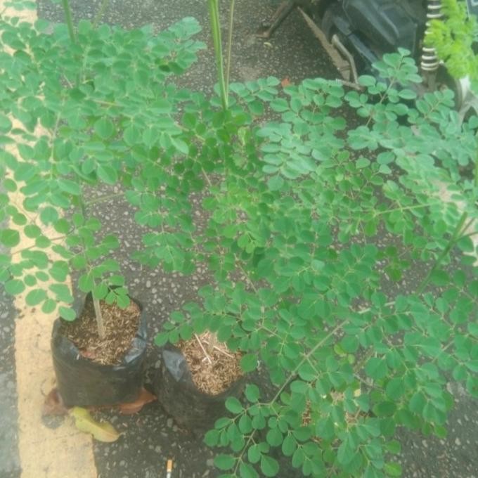 

Terlaris Tanaman Daun Kelor Herbal