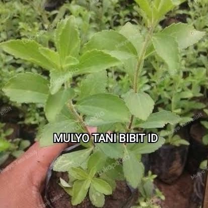 

Terlaris (Beli 3 Gratis 1)Bibit Tanaman Stevia - Herbal Stevia Pengganti Gula