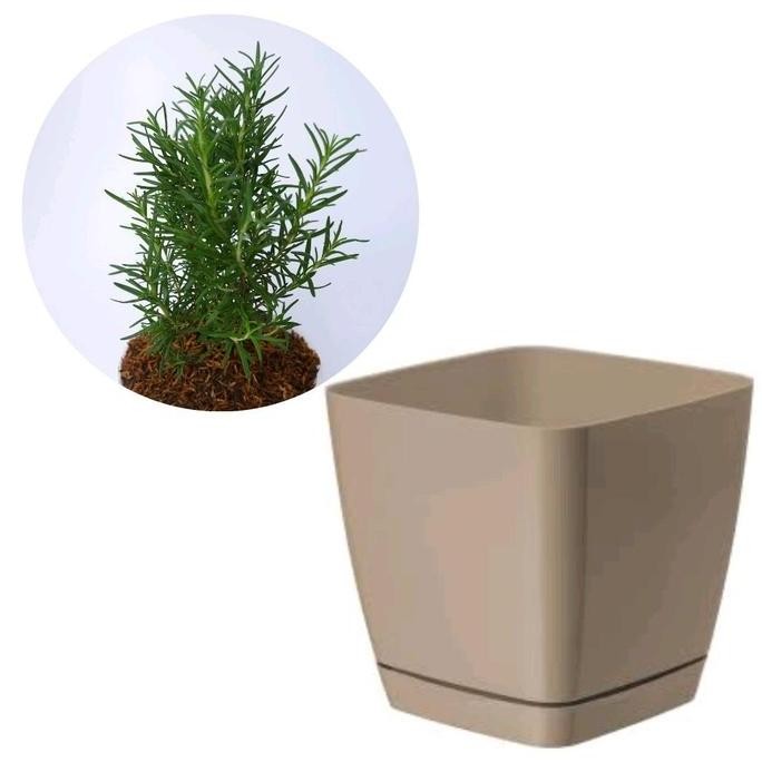 

Terlaris Pot Tanaman Khusus Untuk Rosemary Herbal Bergaransi