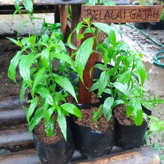 

Terlaris Bibit Pohon/Tanaman Herbal Belalai Gajah/Obat Kanker Murah Berkualitas