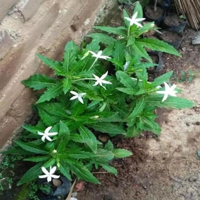 

Terlaris Tanaman Hias Herbal Kitolod,Obat Penyakit Mata