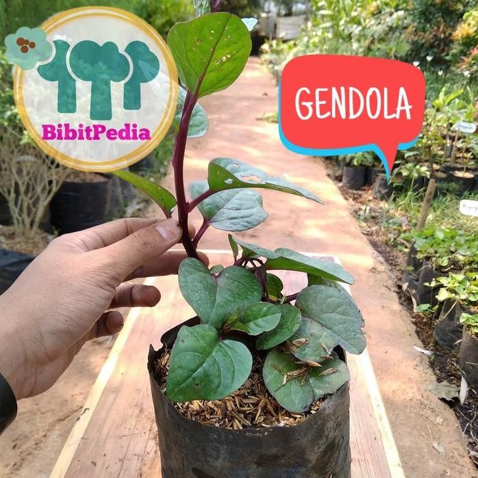 

Terlaris Bibit Tanaman Herbal Gendola Binahong Merah
