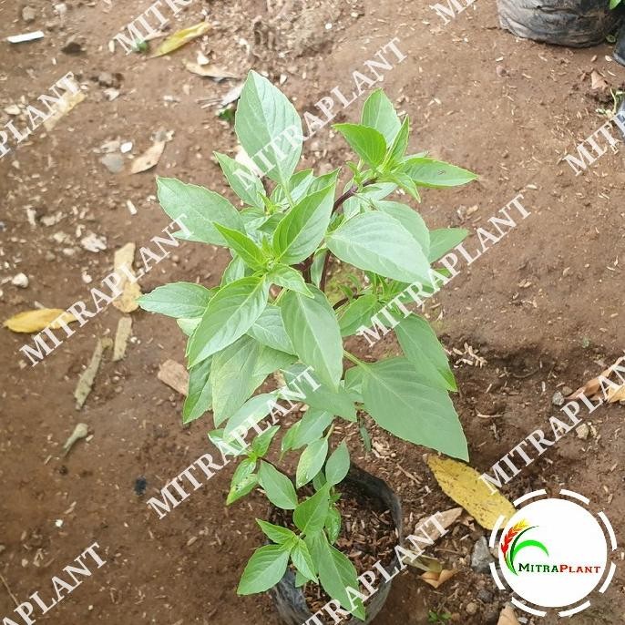 

Terlaris Bibit Tanaman Daun Biji Selasih - Pohon Daun Basil - Tanaman Herbal