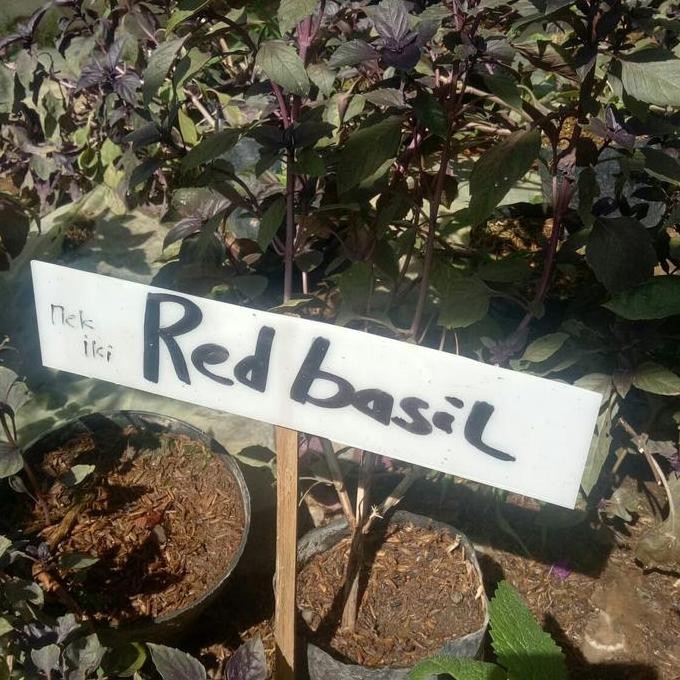 

Terlaris Tanaman Herbal Red Basil/Kemangi Merah (Maica Leaf)