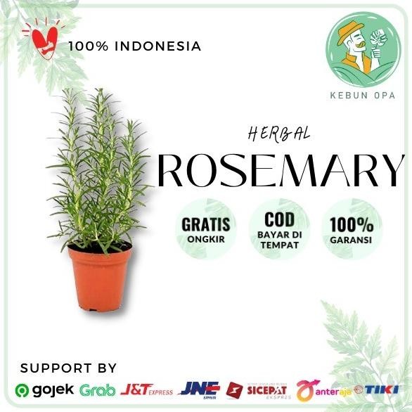 

Terlaris Bibit Tanaman Herbal Rosemary