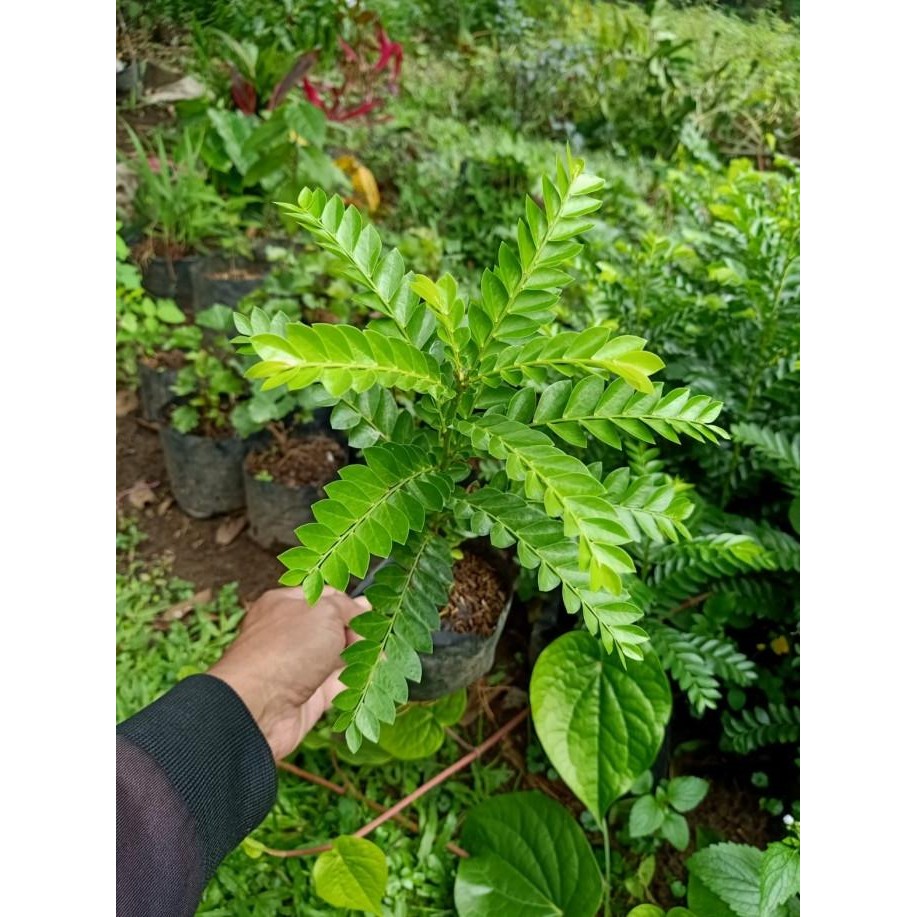 

Terlaris Bibit Tanaman Herbal Sligi Seligi | Pohon Seligi