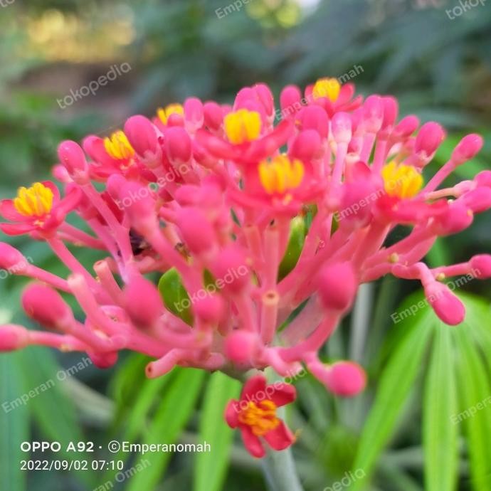 

Terlaris Bibit Tanaman Herbal Yodium Jarak Tintir Betadine Untuk Luka Luar