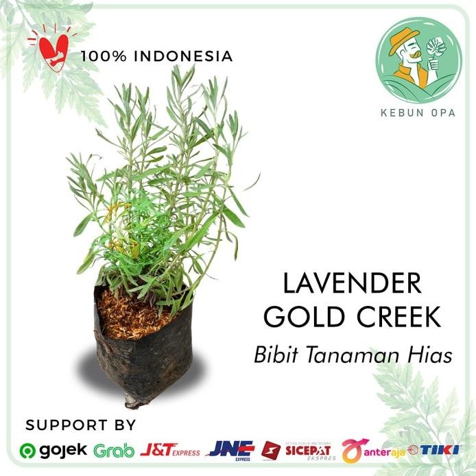 

Terlaris Bibit Tanaman Herbal Lavender Gold Creek Ampuh Usir Nyamuk