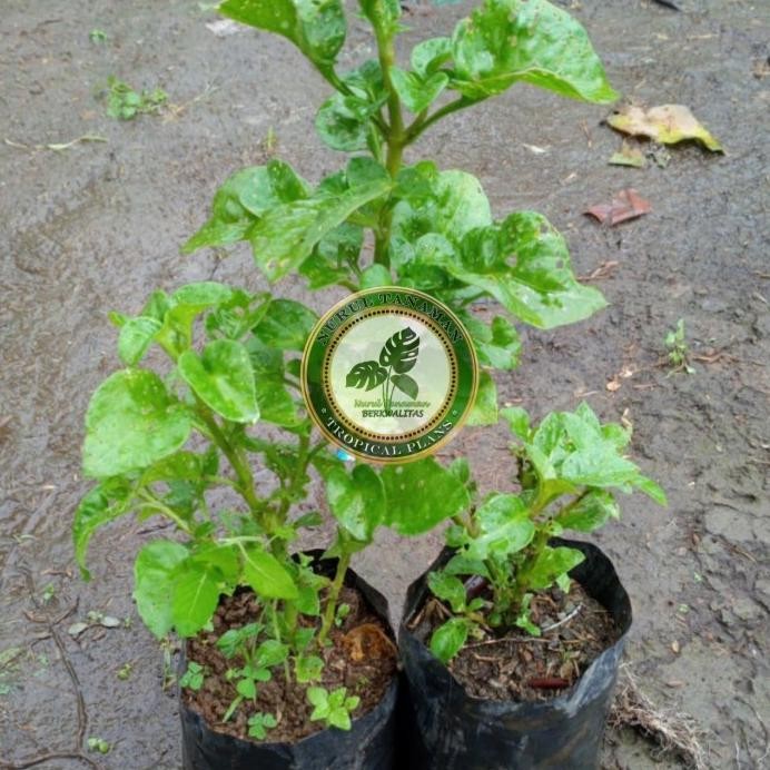 

Terlaris Bibit Pohon Bayam Brazil / Tanaman Herbal