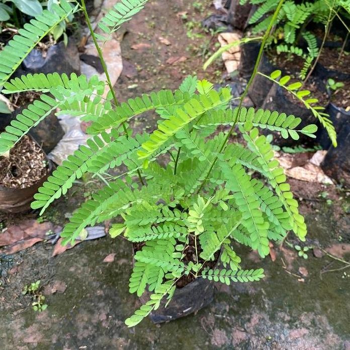 

Terlaris Bibit Tanaman Herbal Daun Saga Rambat Pohon Saga Tanaman Rambat