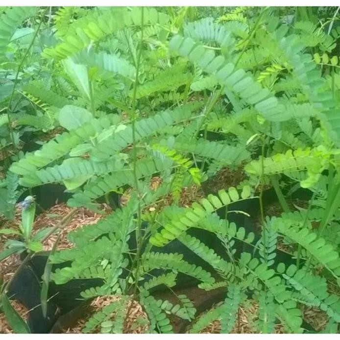 

Terlaris Bibit Tanaman Saga Herbal. Tanaman Saga.