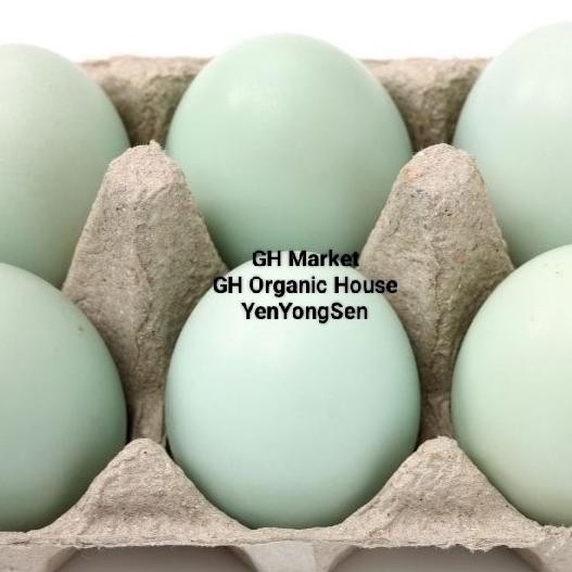 

Terlaris Telur Bebek Hijau Asli Ternak Sendiri Freshnew Original Terlaris Telor