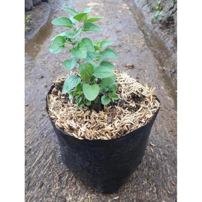 

Terlaris Tanaman Herbal Oregano (Pembelian 5 Bonus 1 )