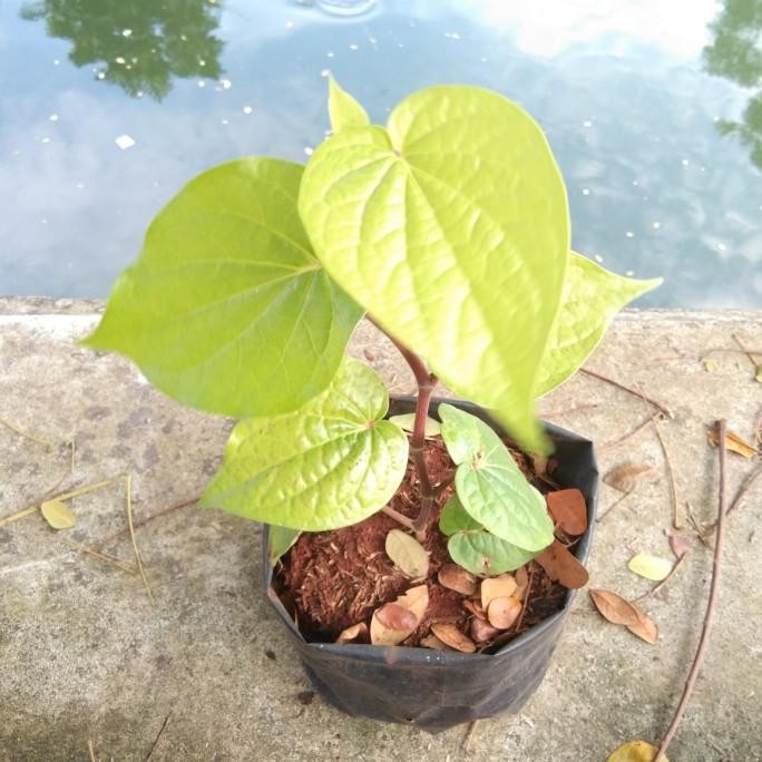 

Terlaris Tanaman Herbal Tanaman Obat Sirih Hijau