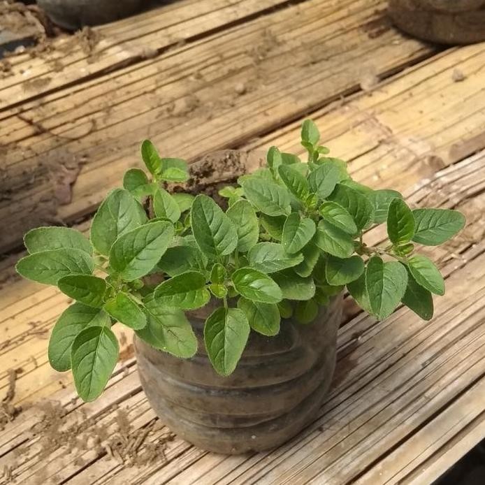 

Terlaris Tanaman Herbal Oregano