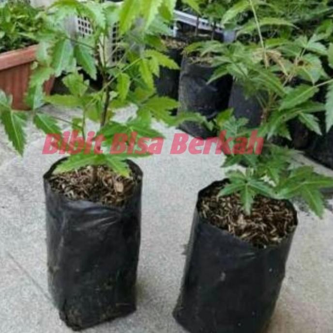 

Terlaris Bibit Tanaman Mimba-Herbal