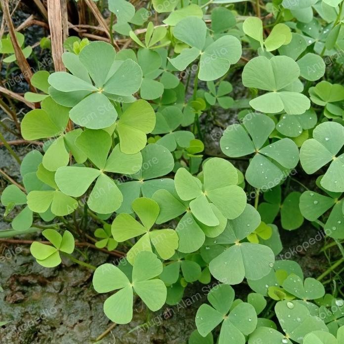 

Terlaris Terlaris Tanaman Herbal~Tanaman Semanggi~Bisa Untuk Hiasan