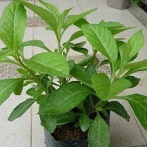 

Terlaris Tanaman Obat / Herbal Ngokilo