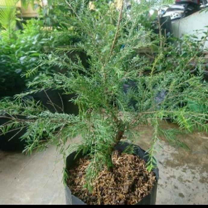 

Terlaris Bibit Tanaman Ujung Atap/ Cucur Atap Obat Herbal Dan Bahan Bonsai