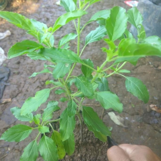 

Terlaris Bibit Tanaman Dn Ruku-Ruku At Tulsi/Holy Bahsil, Herbal Mmz