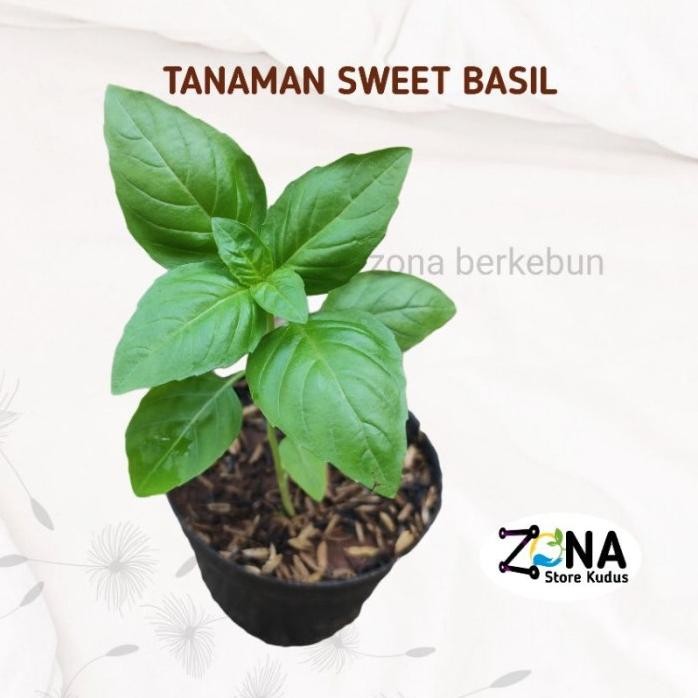 

Terlaris Promo Bibit Tanaman Sweet Basil / Tanaman Herbal Bumbu Masak Basil