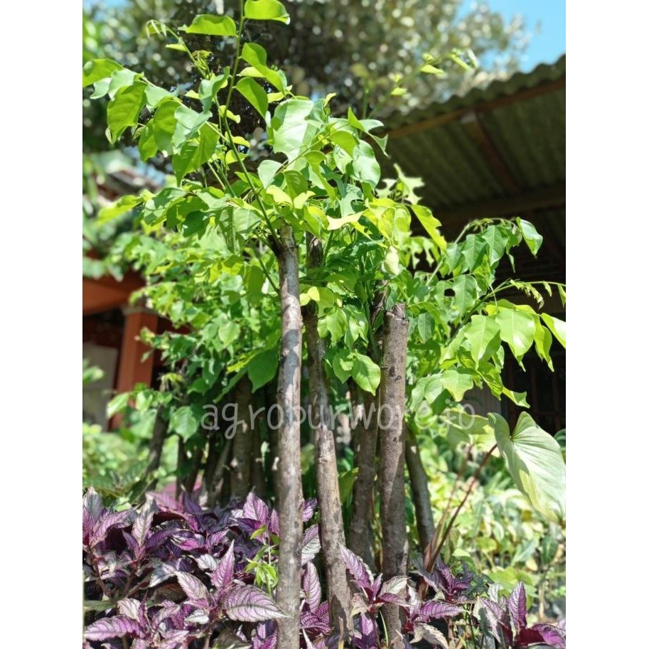 

Terlaris Bibit Tanaman Kayu Angsana / Sonokembang - Tanaman Kayu & Herbal