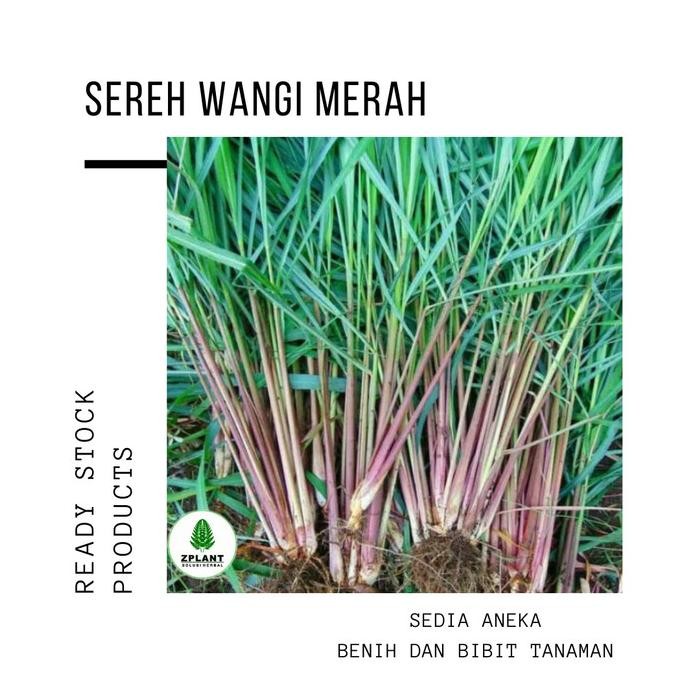 

Terlaris Tanaman Sereh Wangi Merah - Bibit Serai Minyak Pohon Herbal Berakar