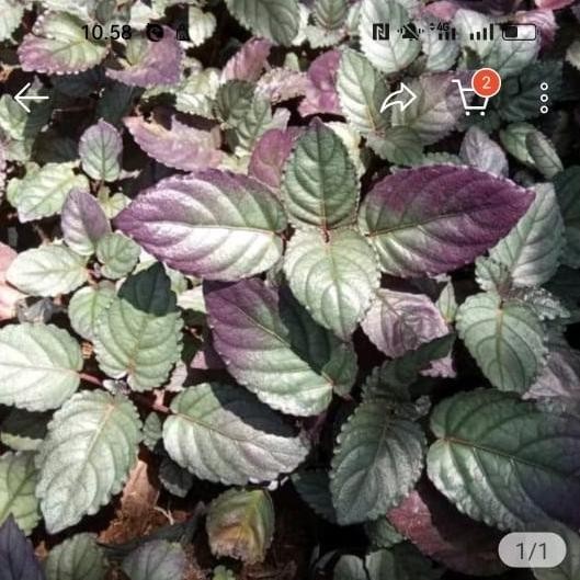 

Terlaris Tanaman Herbal Daun Brahma