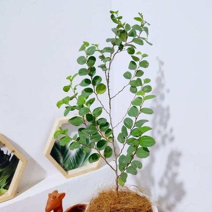 

Terlaris Tanaman Herbal Daun Bidara