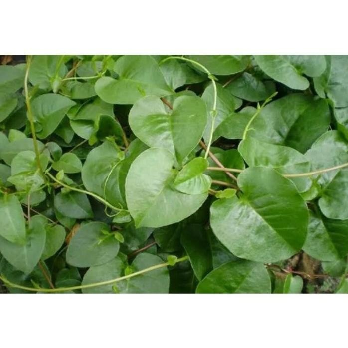 

Terlaris Tanaman Herbal Binahong Hijau