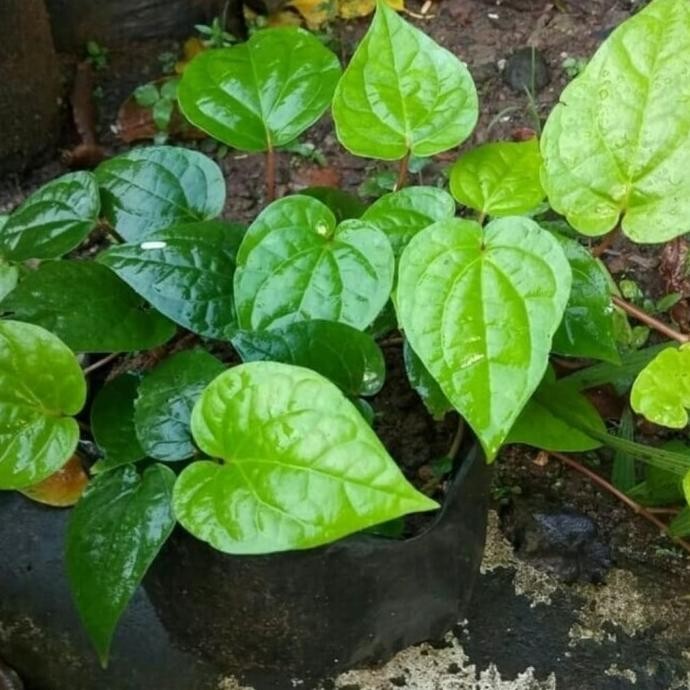 

Terlaris Tanaman Daun Sirih Herbal