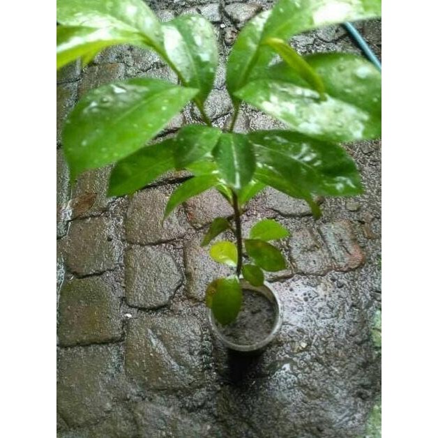 

Terlaris (Promo) Bibit Benih Tanaman Sirsak 35Cm Obat Herbal Daun Sirsak