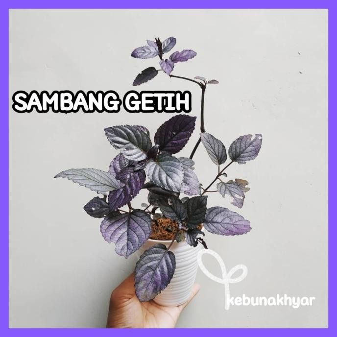 

Terlaris Sambang Getih Tanaman Herbal Remek Daging Tanaman Hias