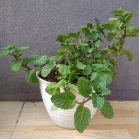 

Terlaris Tanaman Herbal Daun Mint