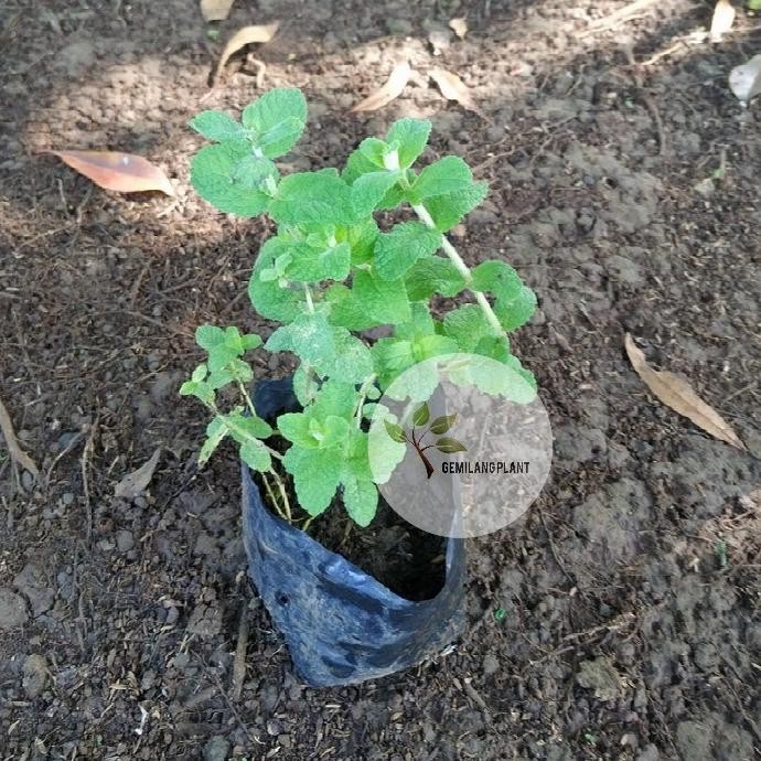 

Terlaris Bibit Pohon Appel Mint - Tanaman Appel Mint - Daun Mint - Obat Herbal