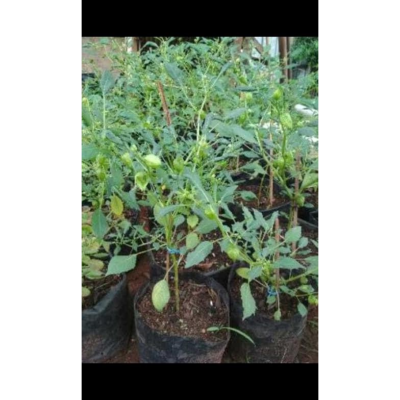 

Terlaris Pohon Ciplukan / Tanaman Herbal