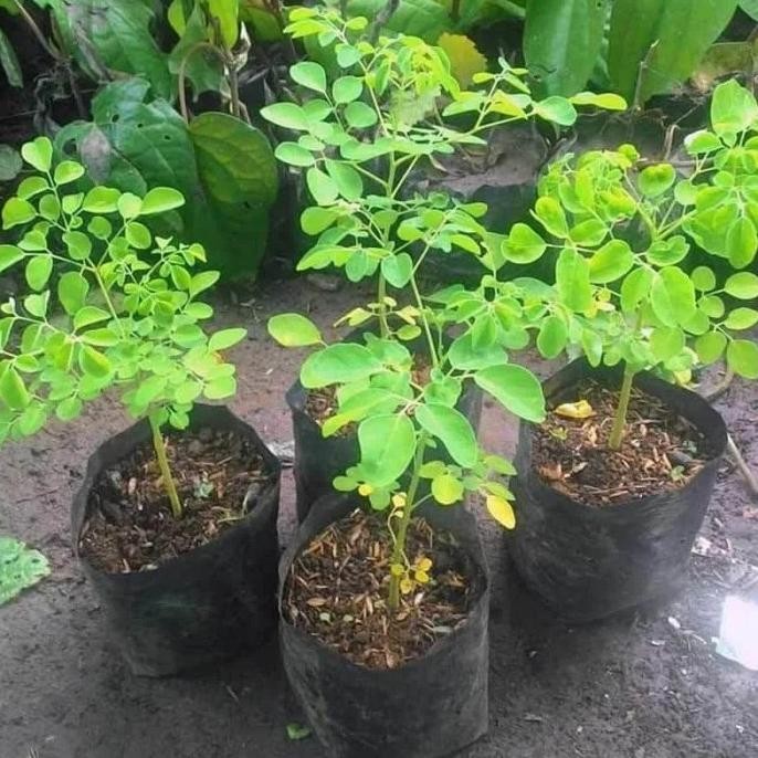 

Terlaris Tanaman Herbal Bibit Pohon Kelor