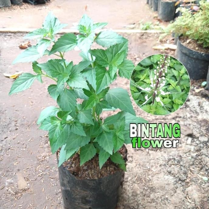 

Terlaris Tanaman Herbal Kumis Kucing / Bibit Tanaman Herbal Kumis Kucing