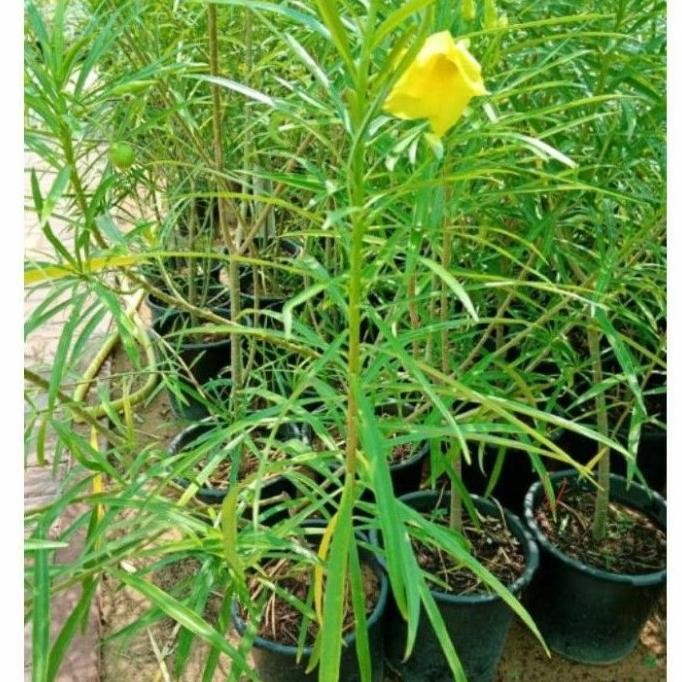 

Terlaris Bibit Tanaman Hias Herbal Yellow Oleander / Thevetia Peruviana / Ginje