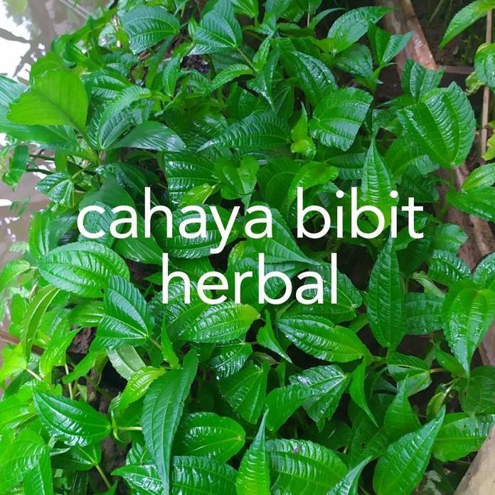 

Terlaris Segar Bibit Tanaman Pohon Pohpohan Organik Poh Pohan Herbal Sayur Per