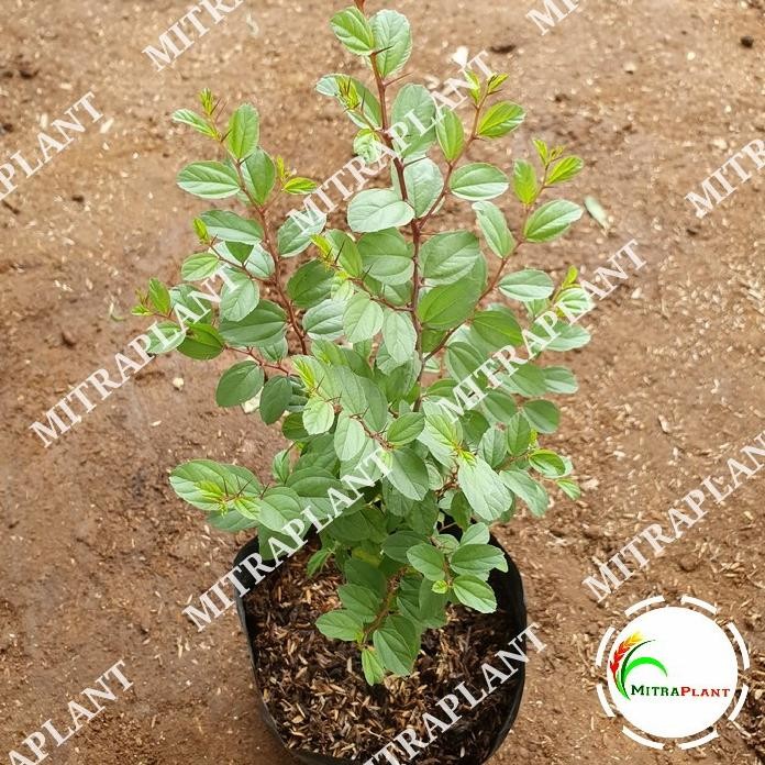 

Terlaris Bibit Pohon Daun Bidara Arab - Tanaman Biadara Arab - Tanaman Herbal