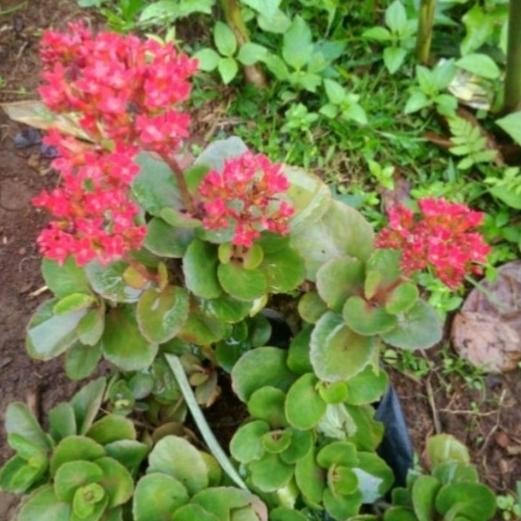 

Terlaris Bibit Tanaman Cocor Bebek Tanaman Hias Dan Herbal