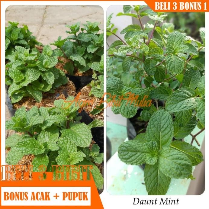 

Terlaris Bibit Tanaman Herbal Daun Mint Murah
